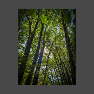 Sunlight through the canopy T-Shirt