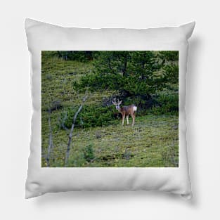 Canadian Buck Pillow