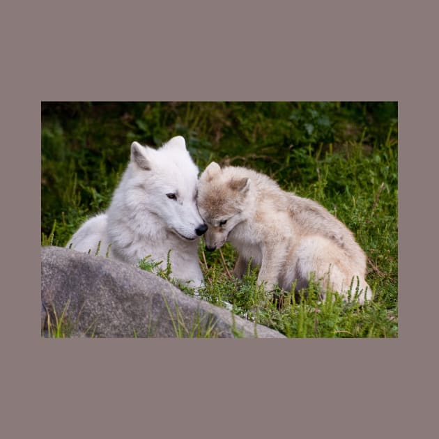 Arctic Wolf And Pup by jaydee1400