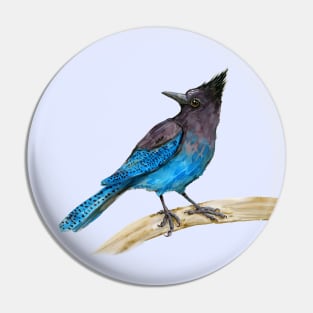 Steller's jay watercolor Pin