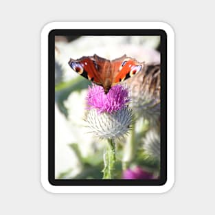 Peacock on thistle Magnet