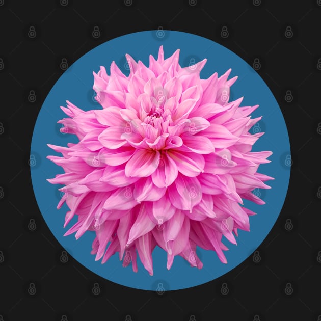 Hot Pink Ball Dahlia Blue Circle Flower by ellenhenryart