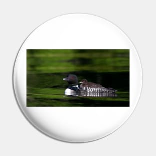 Common loon with chick Pin