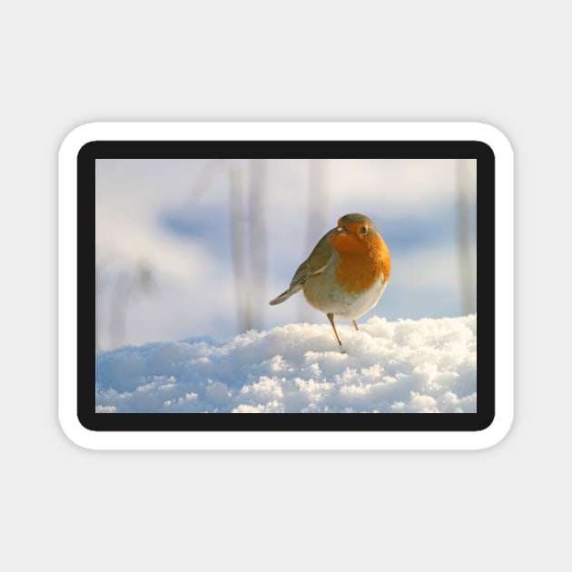 Winter robin Magnet by orcadia