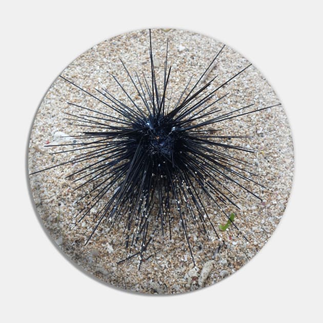 Black Diadem sea urchin in close up on sand beach Pin by kall3bu