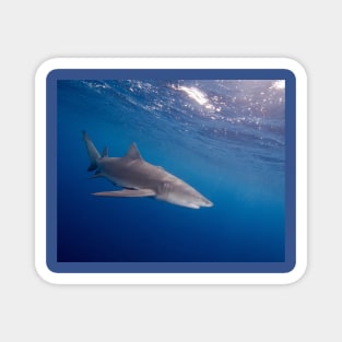 A Lemon Shark Cruising Under the Surface Magnet