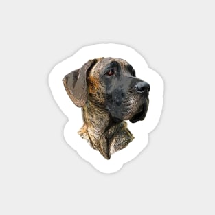 Great Dane Brindle Magnet