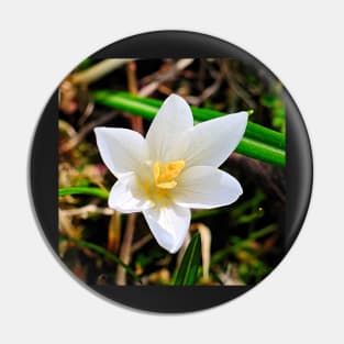 White Crocus Close Up Pin