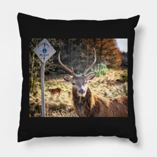 Stag at the Passing Place Pillow