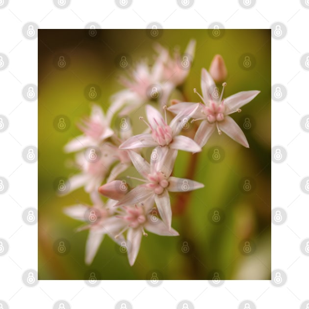 Jade plant flowers by Michaelm43