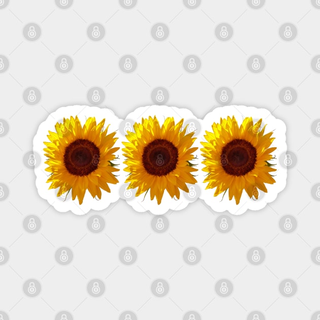 Three Sunflowers Photo Magnet by ellenhenryart