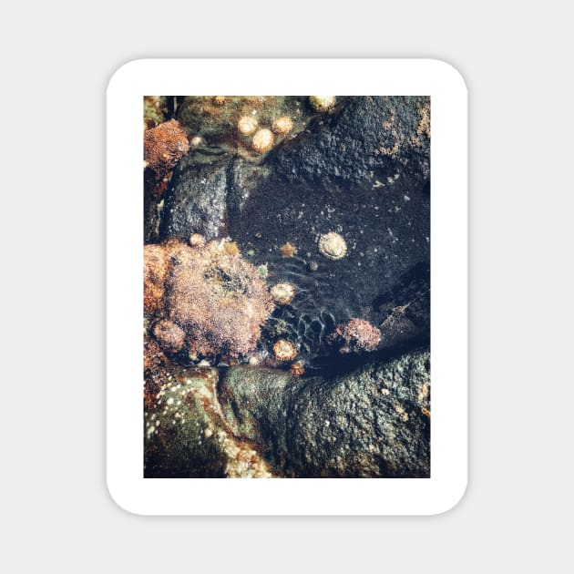 Rock Pool Magnet by goodieg