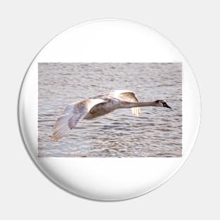 Cygnet in Flight Pin