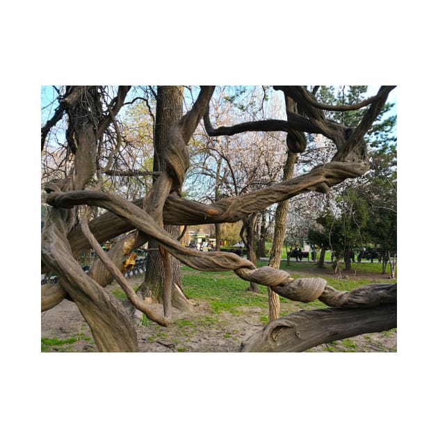 Bucharest Park Capture - Cismigiu Gardens Old Twisted Tree by Marian Voicu