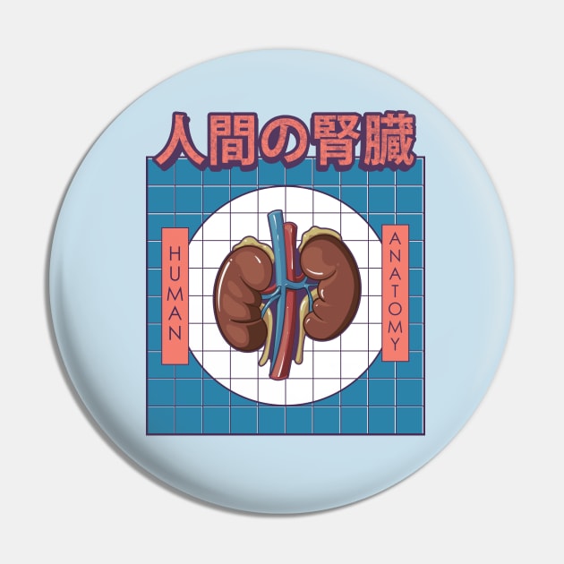 Human Kidney Anatomy Pin by AtifSlm