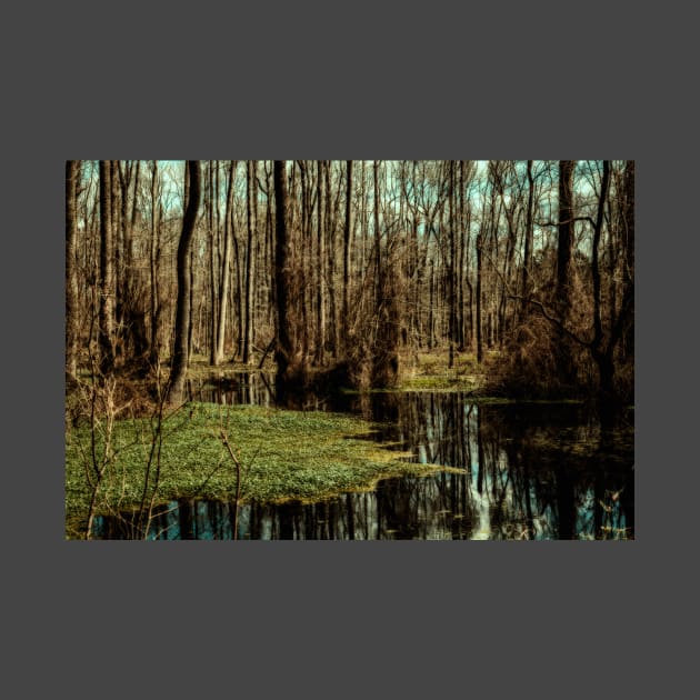 Swamp in Southeastern Georgia by Gestalt Imagery