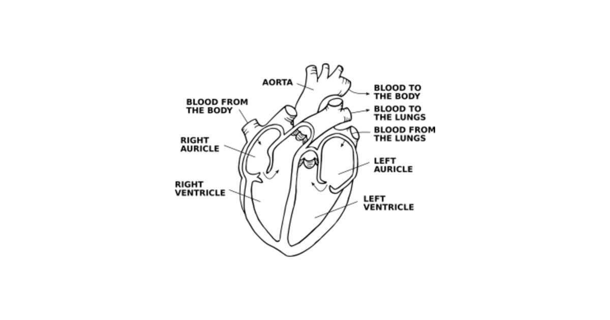 12+ Annotated Diagram Of The Heart | Robhosking Diagram