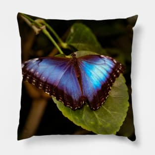 Blue Morpho Butterfly Pillow