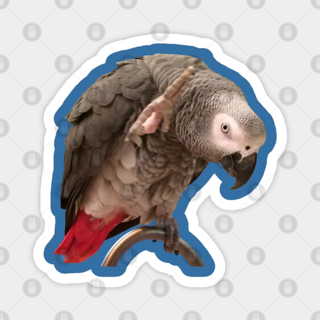 African Grey Parrot Funny Wave Magnet by Einstein Parrot