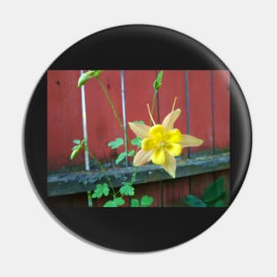 Columbine and Fence Pin