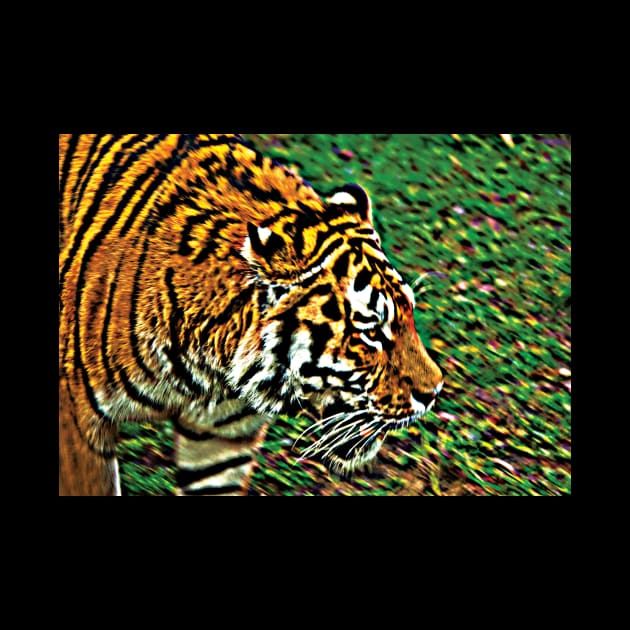 Tiger Bright - a prowling Amur tiger by sleepingdogprod