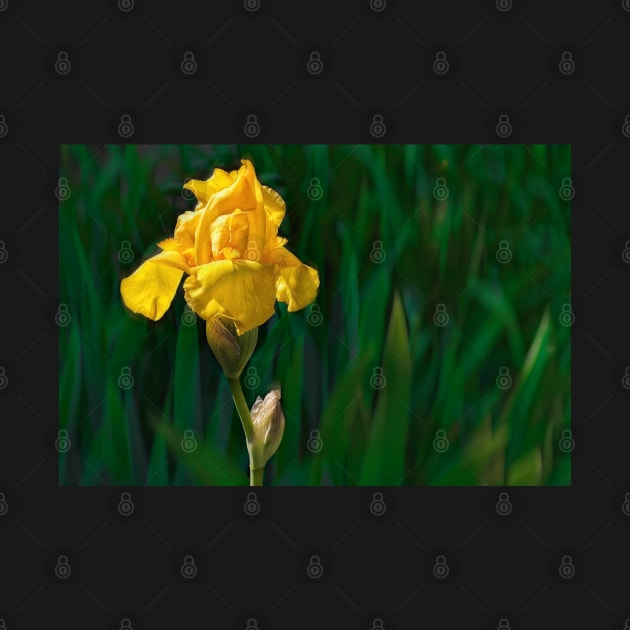 Yellow Iris photograph by art64