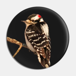 Downy Woodpecker with no background Pin
