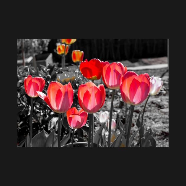 Red Tulips on black and white background by lena-maximova