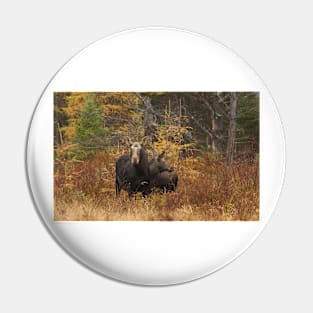 Moose - Algonquin Park, Canada Pin