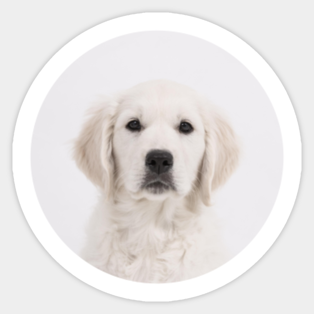 Golden Retriever Puppy Golden Retriever Sticker Teepublic