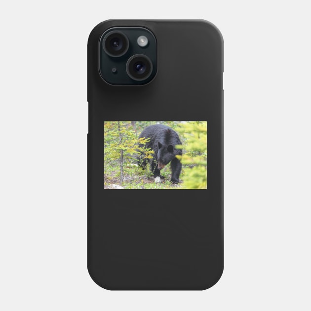 Black Bear Phone Case by jvnimages