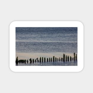 Wooden stumps in the River Clyde, Scotland Magnet