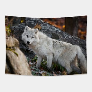 Arctic Wolf Tapestry