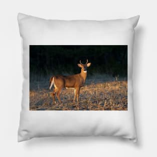 Golden Hour Buck - White-tailed Buck Pillow