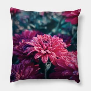 Crimson Chrysanthemums in the morning Pillow