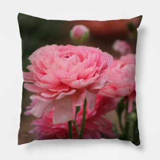 Peony Pink Ranunculus Closeup Pillow