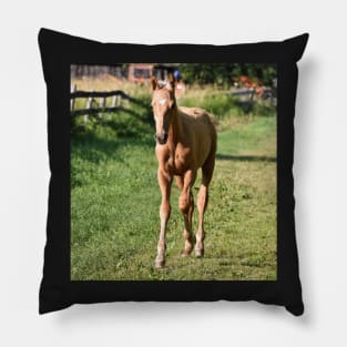 TB COLT Pillow