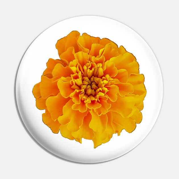 Orange Marigold Nature Floral Photo Pin by ellenhenryart