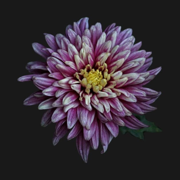 Chrysanthemum Autumnal Flower Closeup by oknoki