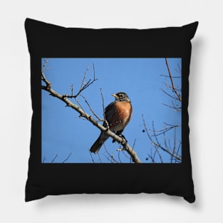 American Robin, Wild birds, Wildlife Gifts Pillow