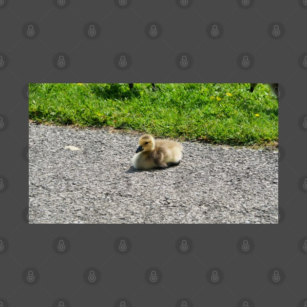 Young Gosling Sitting on The Pavement by BackyardBirder