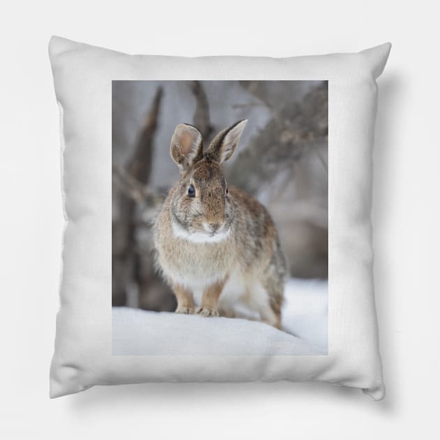 Eastern Cottontail Pillow by Jim Cumming