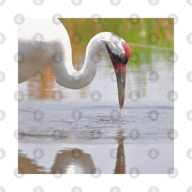 Whooping Crane In Water by DesignMore21