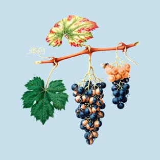 Vintage Botanical Illustration - Summer Grape 076 T-Shirt