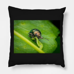 A gorgeous metallic leaf beetle (Nodina sp) munching on a leaf Pillow