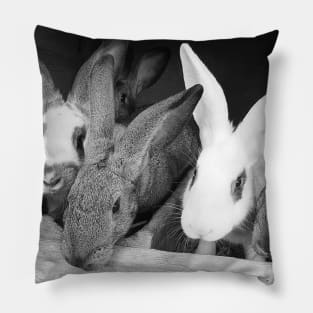 Rabbits Pillow