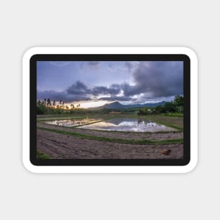 Rice field during sunset Magnet