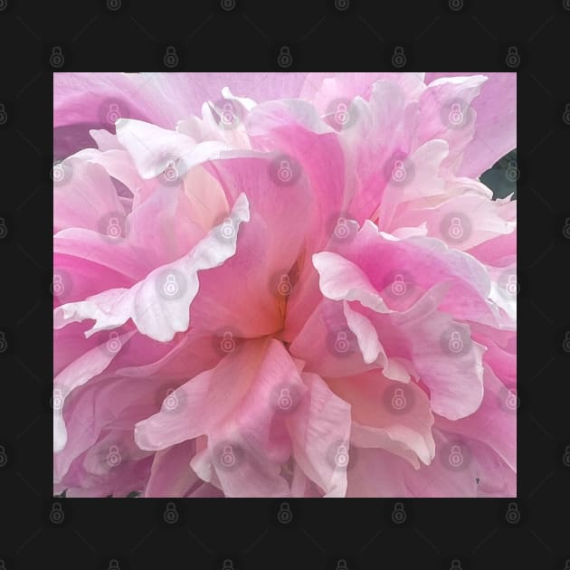 Passionate Pink Carnation Flower Petals by Photomersion