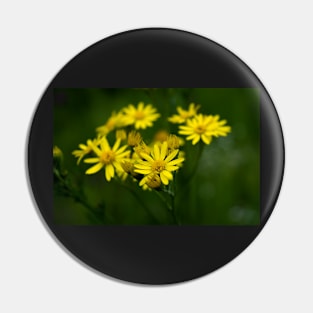 Yellow daisy flowers on dark background Pin