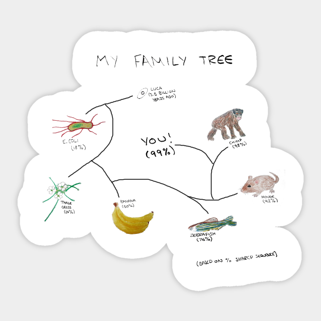 My Family Tree Evolution Sticker Teepublic